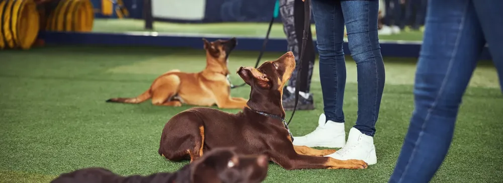 Balades collectives à Ossen