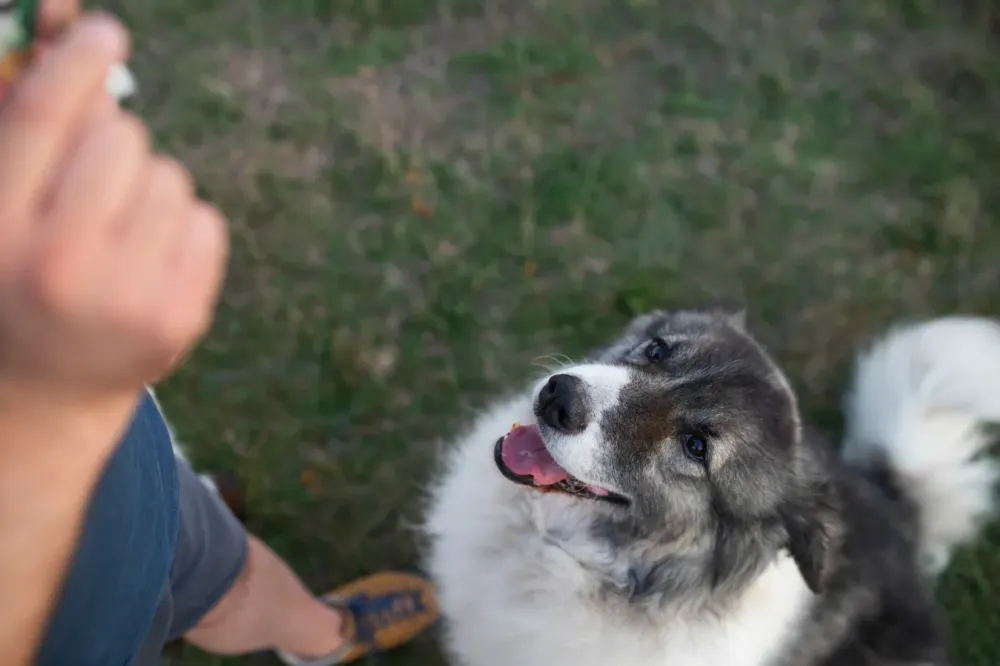 Travail chien difficile à Ossen