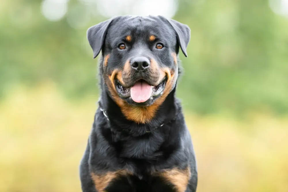 Rottweiler